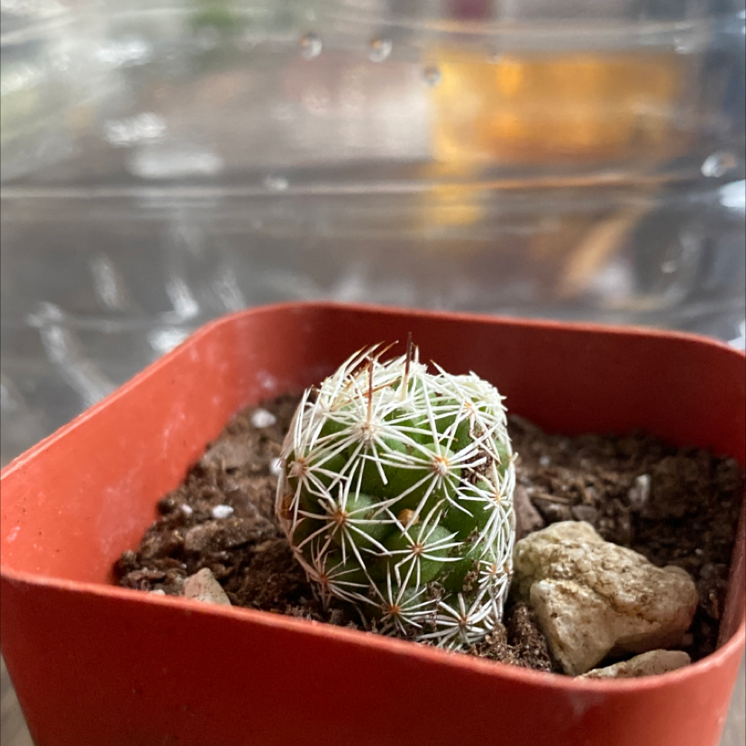 A small Pineapple Cactus in a red pot with visible soil and rocks.