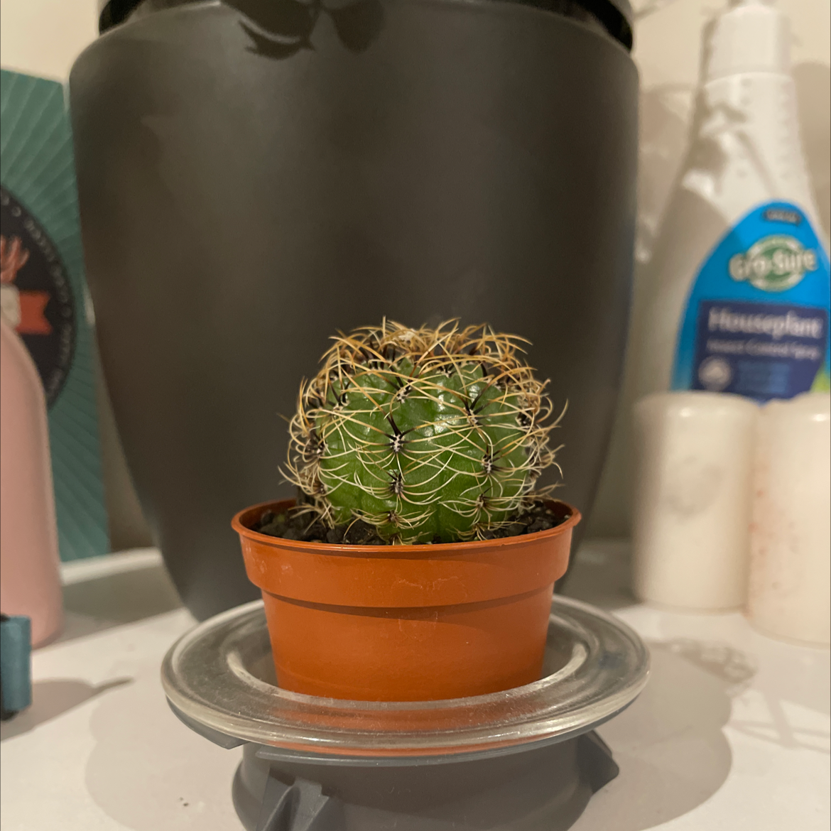 Small cactus in a brown pot on a saucer, with household items in the background.