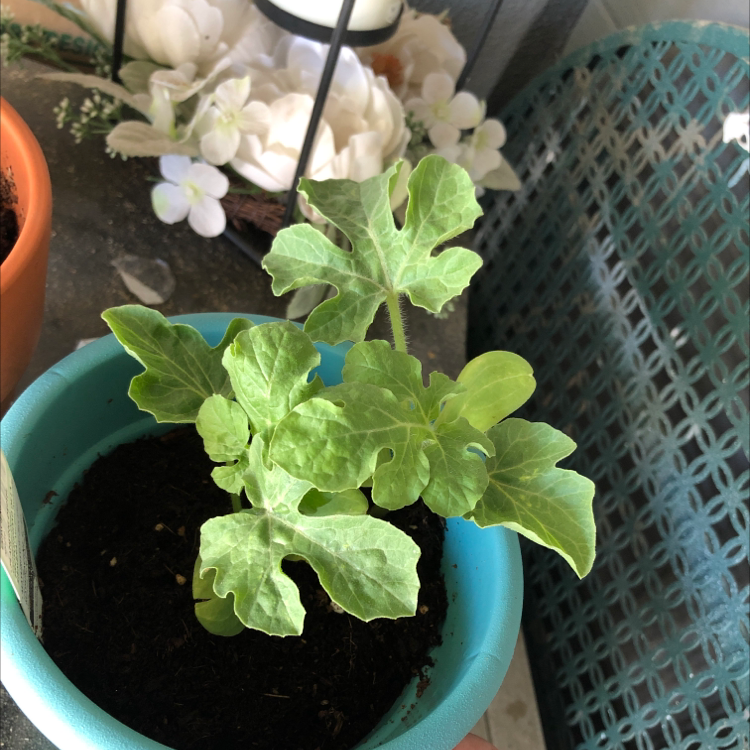 Young watermelon plant in a blue pot with healthy green leaves.