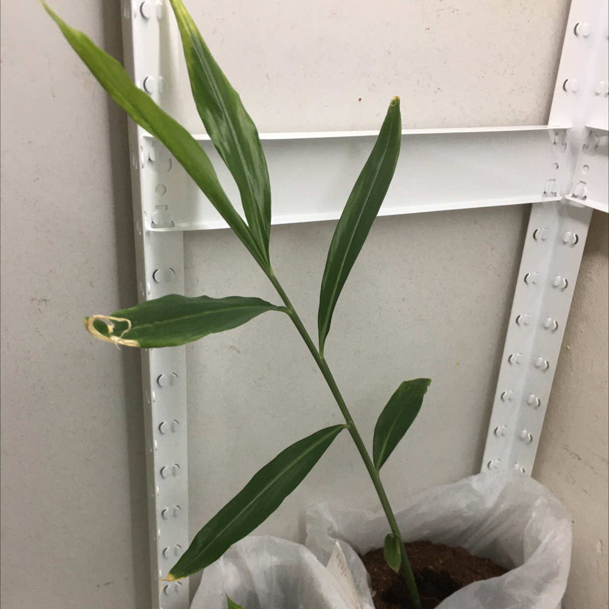 Bitter Ginger plant with long, narrow leaves, some browning at the tip of one leaf, potted indoors.