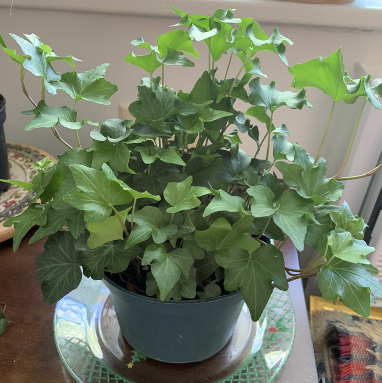 English Ivy plant photo by Linda named George on Greg, the plant care app.