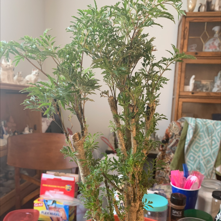 Ming Aralia plant photo by Linda named Bonsai on Greg, the plant care app.