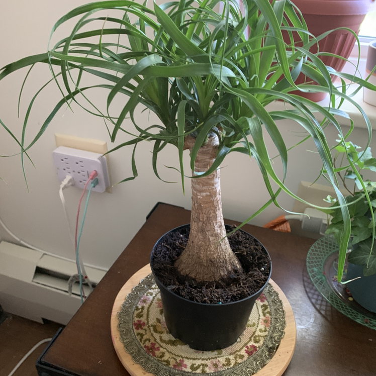Ponytail Palm plant photo by Linda named Sarah on Greg, the plant care app.
