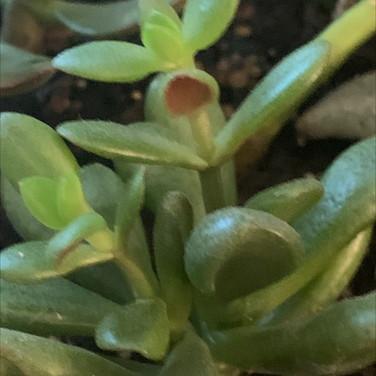 Lucky Plant plant photo by Linda named Asia on Greg, the plant care app.