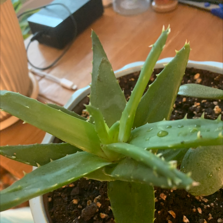 Aloe vera plant photo by Linda named Lowey on Greg, the plant care app.