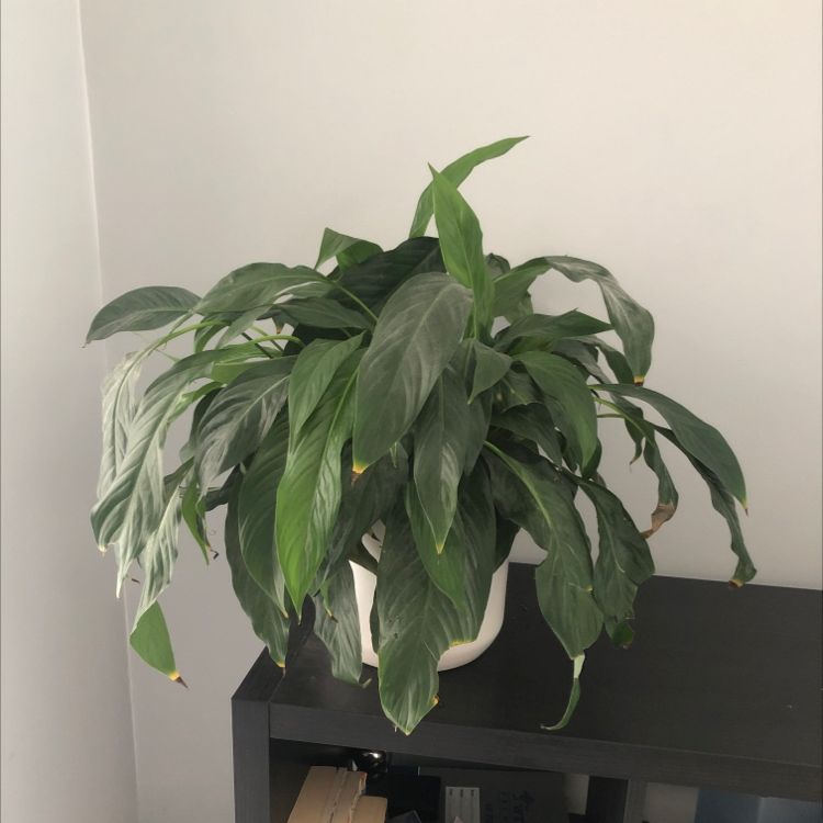 Peace Lily plant photo by Liv named Fernie Mercury on Greg, the plant care app.