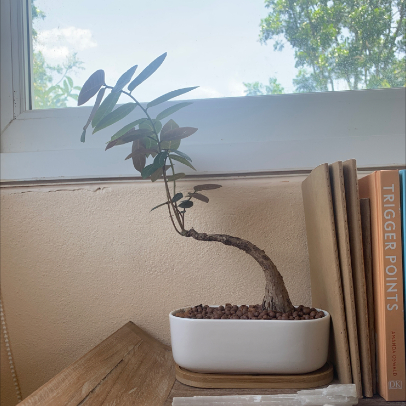 Photo of the plant species Phyllanthus mirabilis by @kanke named Katla on Greg, the plant care app