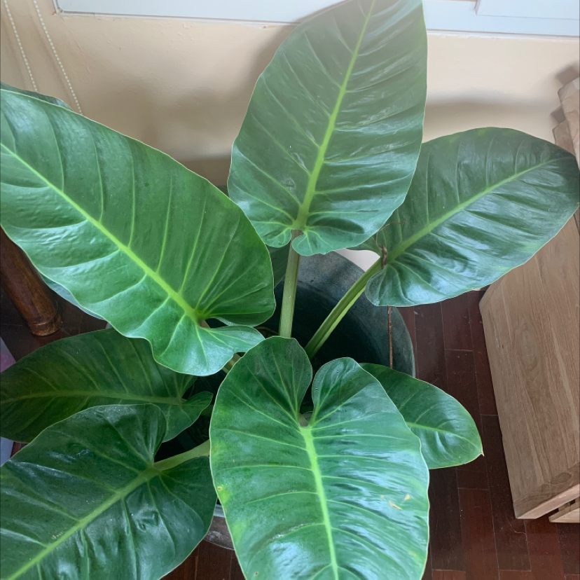 Blushing Philodendron plant photo by @kanke named Hanzo on Greg, the plant care app.