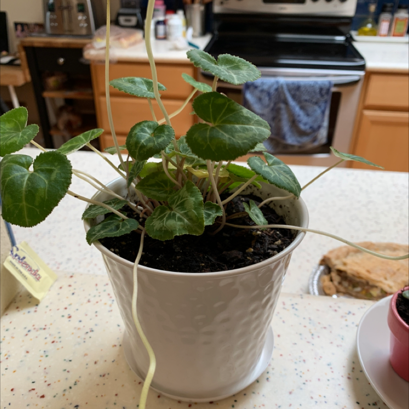 Healthy Persian Cyclamen plant with large green leaves in a white ceramic pot on a countertop.