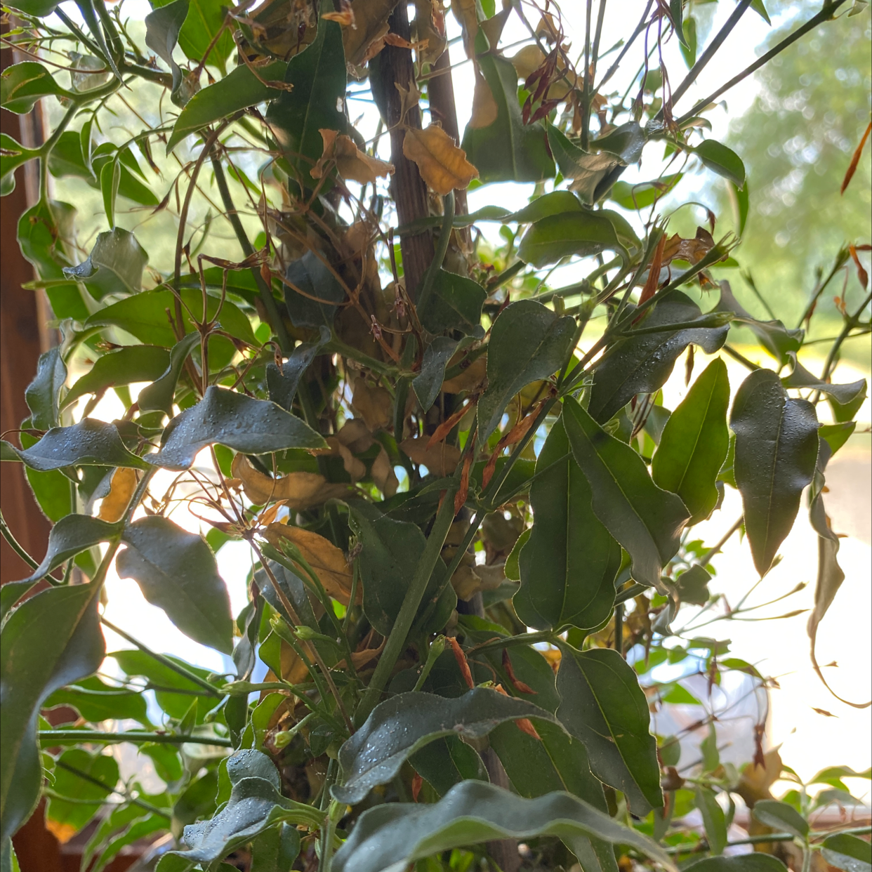 Pink Jasmine plant with dense foliage, some leaves showing browning and yellowing.
