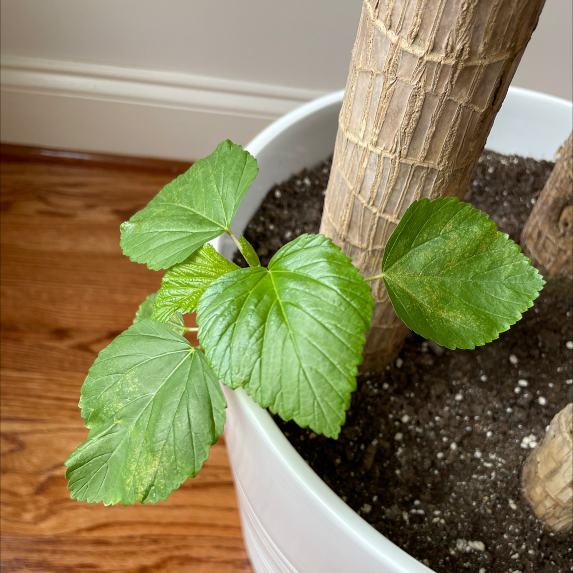 Potted White Mulberry plant with green leaves and visible soil.