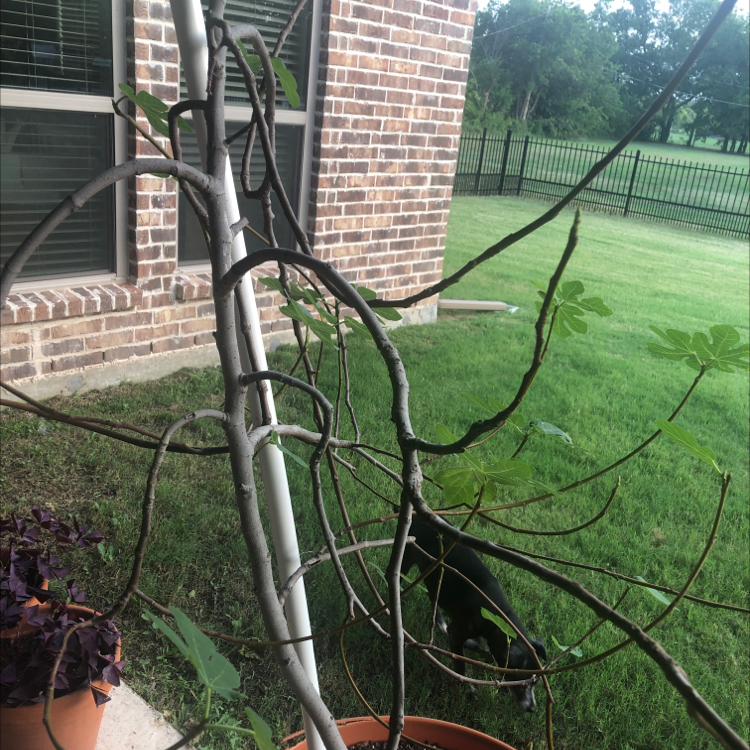 Brown Turkey Fig plant with sparse foliage and several bare branches in a pot outdoors.
