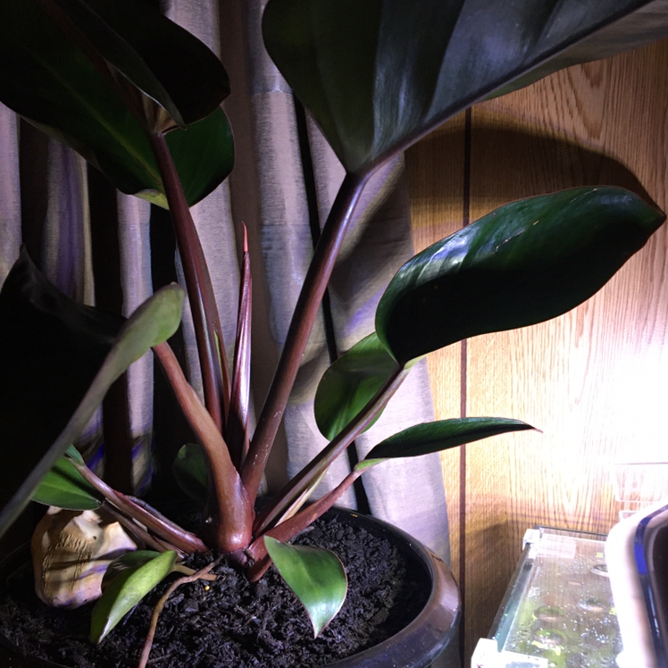 Philodendron 'Red Congo' plant with dark green leaves and red stems in a pot with visible soil.