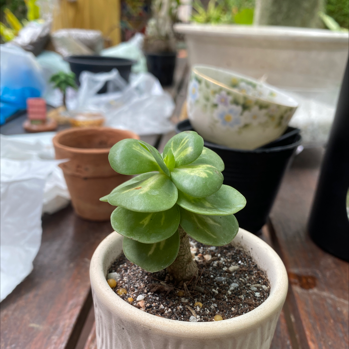Small succulent plant in a white pot with green leaves, surrounded by gardening items.