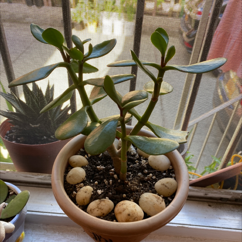 Lucky Plant plant photo by Meixing named Jade on Greg, the plant care app.