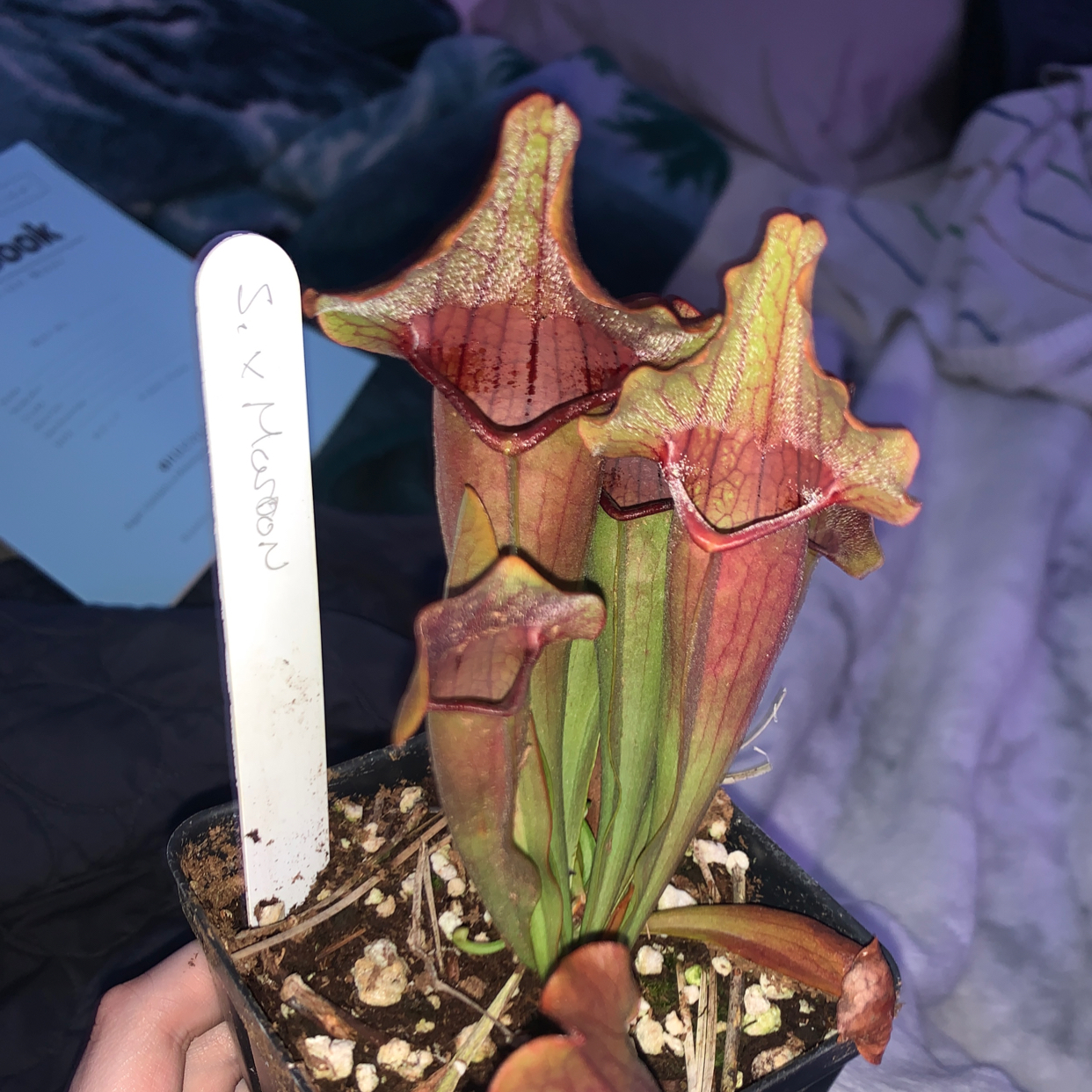 Purple Pitcher Plant in a small pot with visible soil, held by a hand. A label is present.