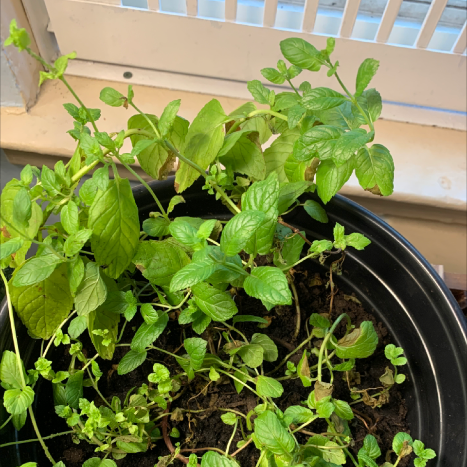 Watermint plant in a pot with some yellowing leaves, placed near a window.
