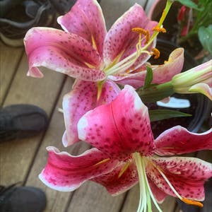 Stargazer Lily plant photo by @mia_w12 named Cleopatra on Greg, the plant care app.