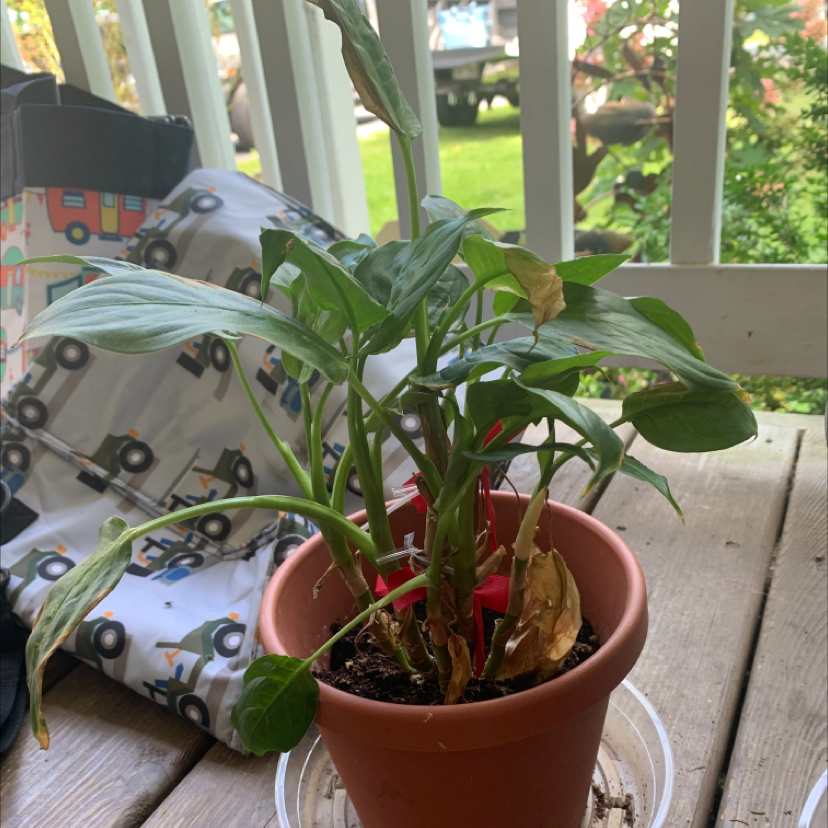 Potted Dumb Cane plant with visible browning and yellowing leaves, indicating health issues.