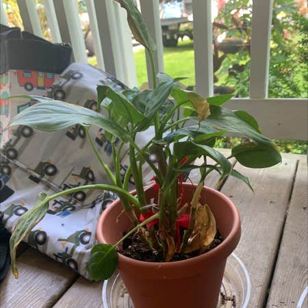 Photo of the plant species Dumb Cane by @mia_w12 named Sol on Greg, the plant care app