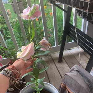 Stargazer Lily plant photo by @mia_w12 named Mochi on Greg, the plant care app.