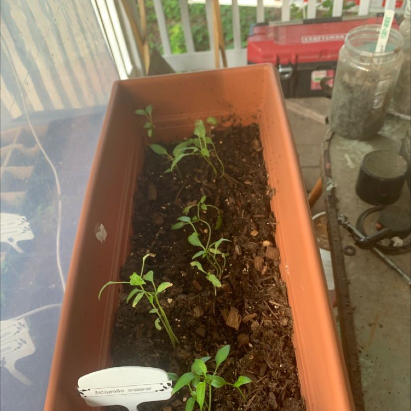 Photo of the plant species Jalapeño Pepper by @mia_w12 named Zion on Greg, the plant care app