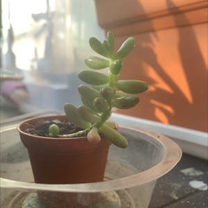 Jelly Bean Plant plant photo by Mia_w12 named Emerson on Greg, the plant care app.