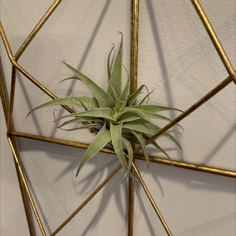 Photo of the plant species Spreading Airplant by @TyVet named Demi on Greg, the plant care app