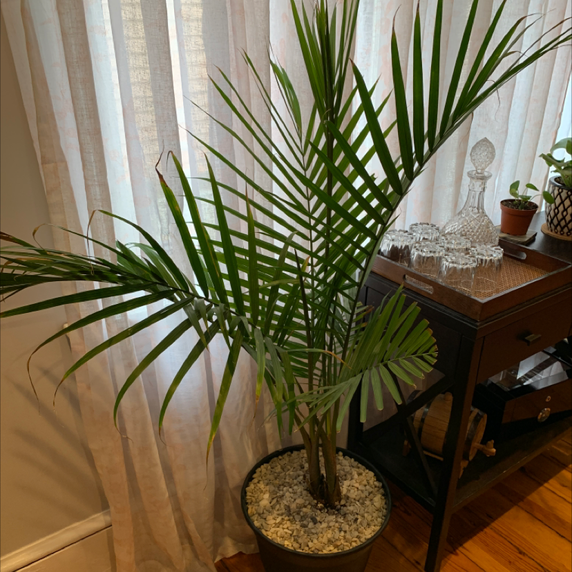 Healthy majesty palm with lush green fronds, potted in decorative container on wooden table near sheer curtains.