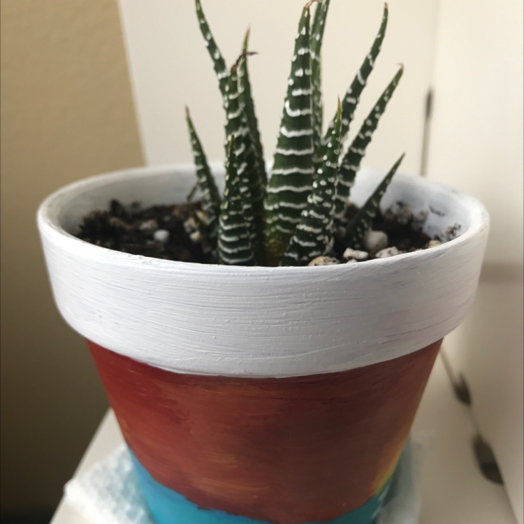 Zebra Plant plant photo by @AveryAnn named Spike on Greg, the plant care app.