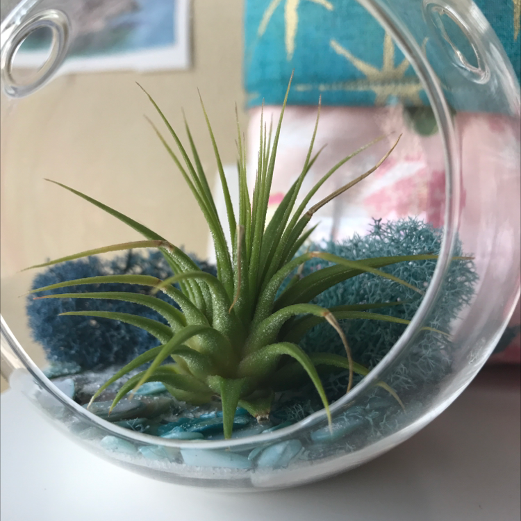 Blushing Bride Air Plant plant photo by @AveryAnn named Olive on Greg, the plant care app.