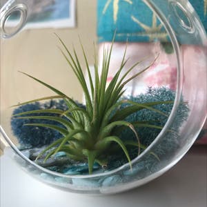 Blushing Bride Air Plant plant photo by @AveryAnn named Olive on Greg, the plant care app.