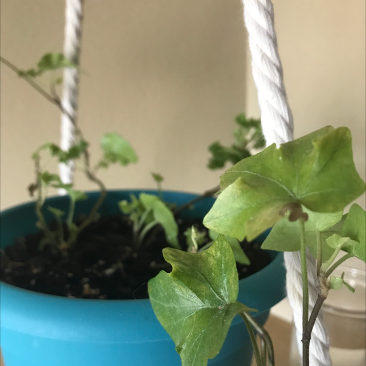 English Ivy plant photo by @AveryAnn named Ivy on Greg, the plant care app.