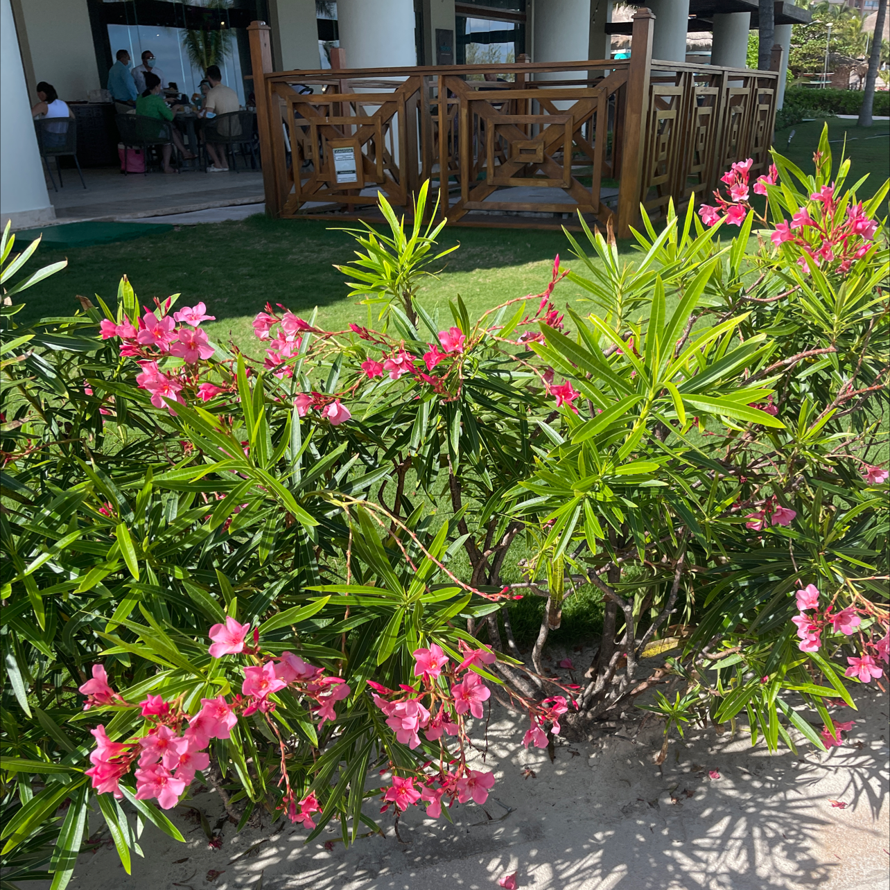 Healthy Oleander plant with vibrant pink flowers in a well-maintained garden.