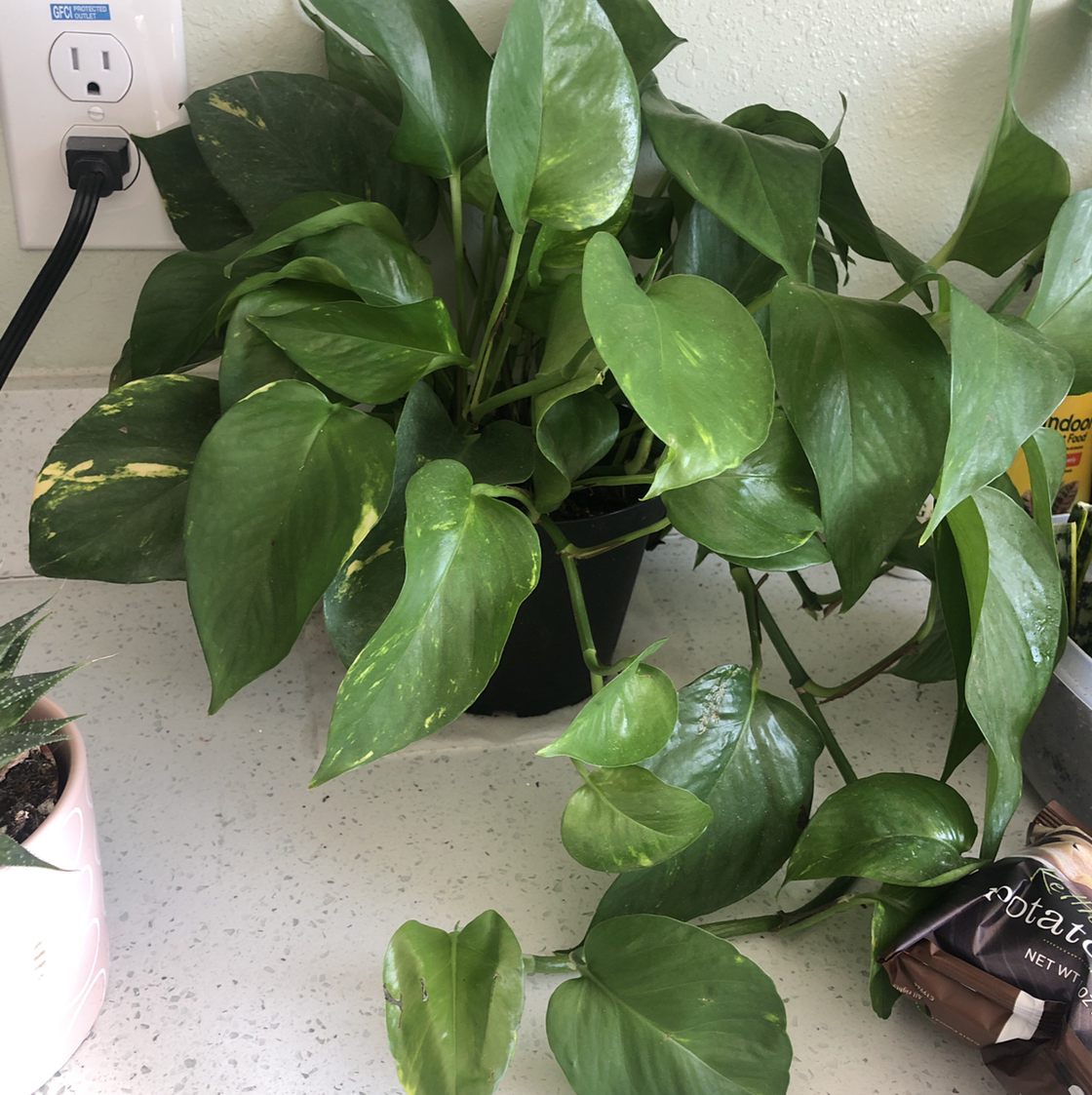 Healthy, thriving Jade Pothos plant with glossy, variegated leaves growing in well-draining soil. Image shows owner's hand gesturing towards the plant.