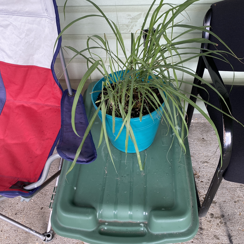 Lemon Grass plant in a blue pot on a green surface, flanked by chairs.