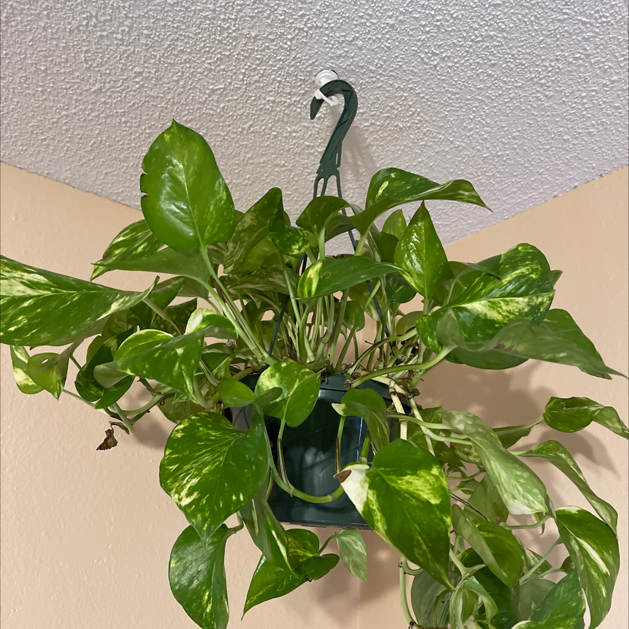 Taro Vine plant photo by Hal named Jodie on Greg, the plant care app.
