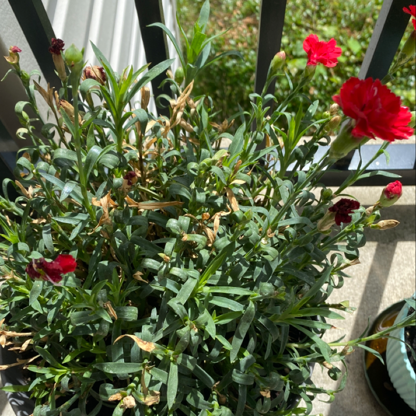 Border Carnation plant with red flowers and some browning leaves in a pot on a balcony.