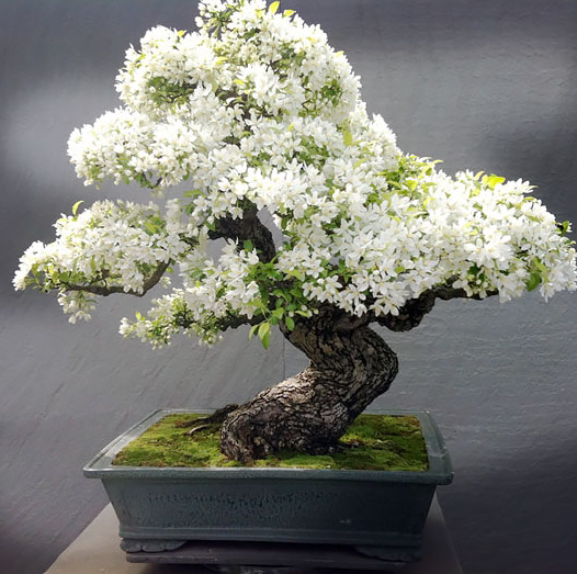 Photo of the plant species Fukien Tea Tree by @aastv13 named Shifu on Greg, the plant care app