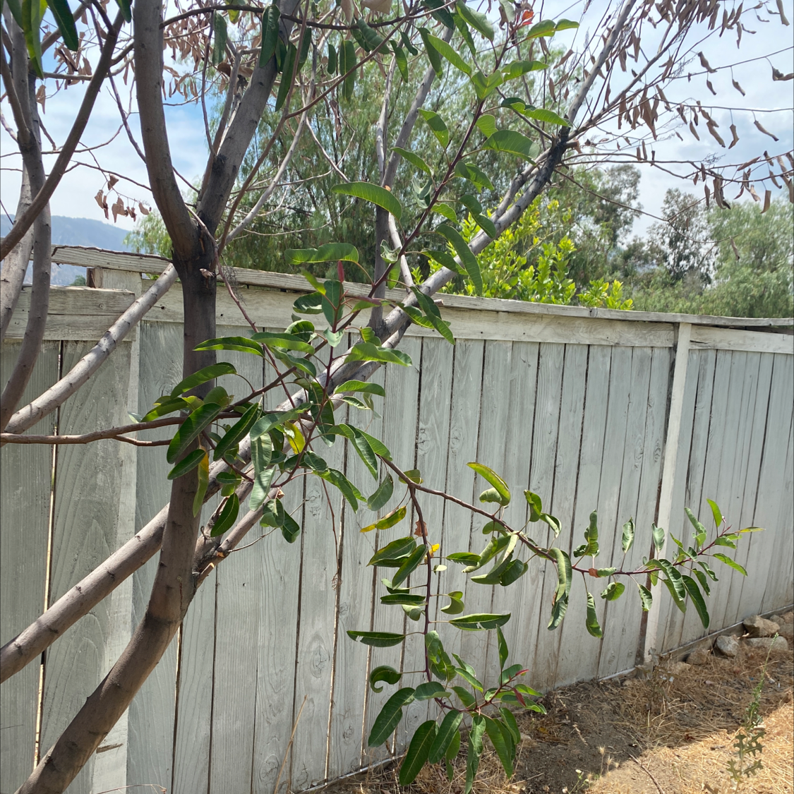 Photo of the plant species Laurel Sumac by @Im_Crisp named Michelle Branch on Greg, the plant care app