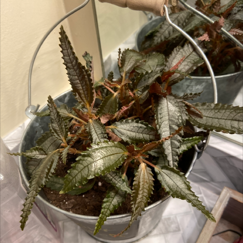 Friendship Plant in a metal pot with dark green, textured leaves and reddish stems.