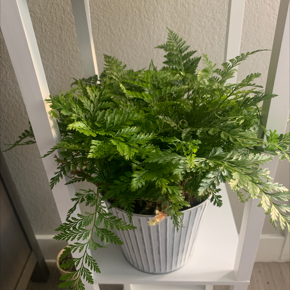 Photo of the plant species Rumohra Adiantiformis by @mareza named Fern on Greg, the plant care app