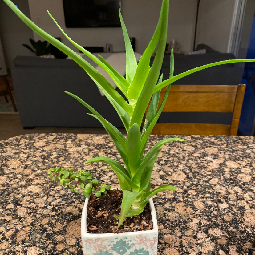 Climbing Aloe plant in a decorative pot on a countertop, with a small succulent in the same pot.