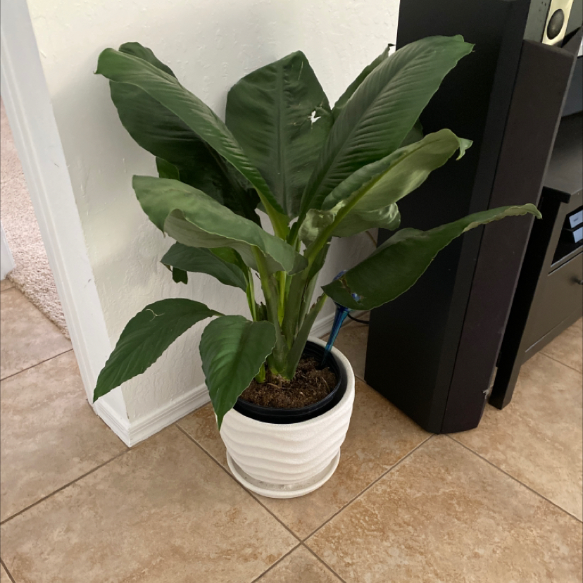 Bird of Paradise plant in a white pot on a tiled floor, appears healthy with large green leaves.