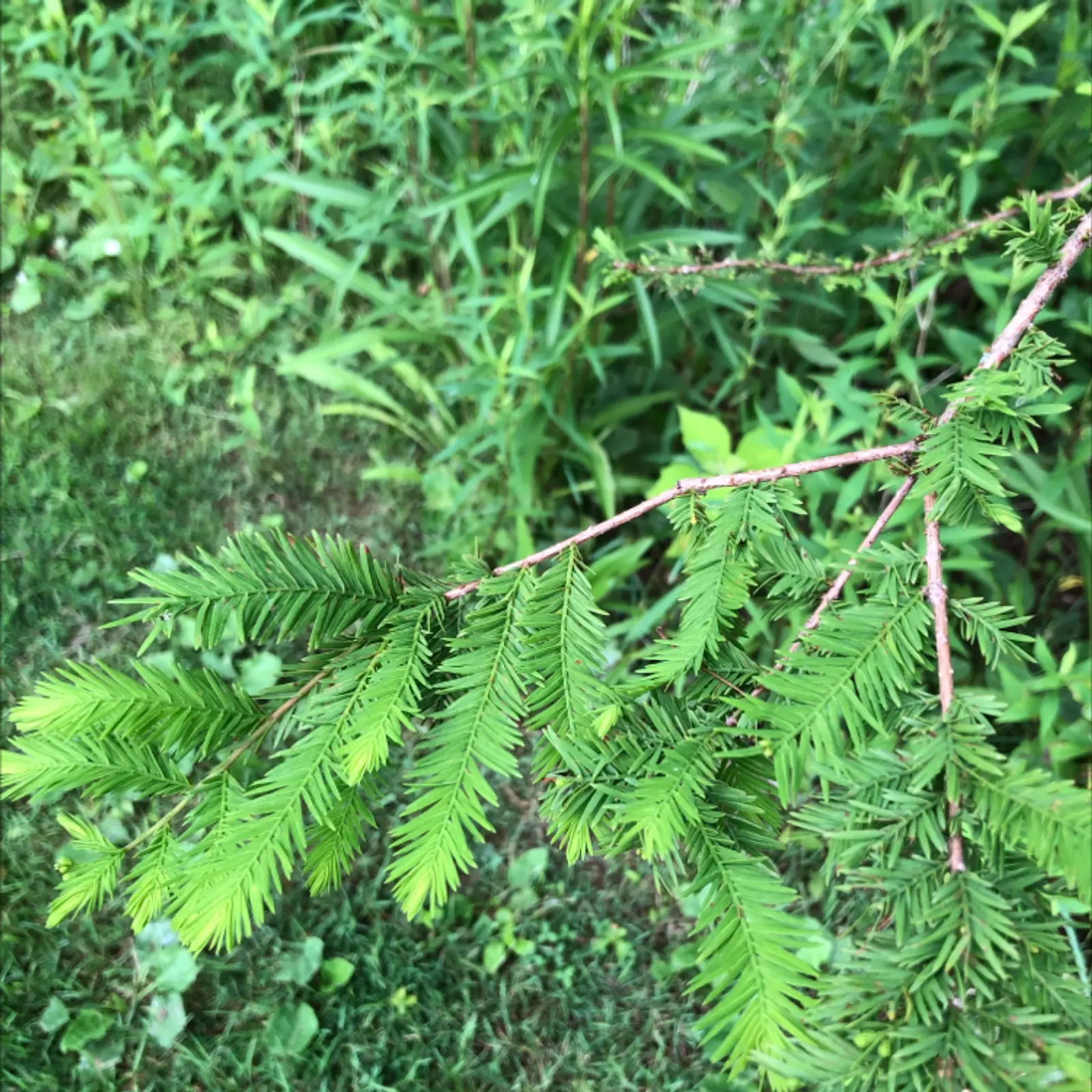 Branch of a Bald Cypress with green, feathery leaves against a background of grass and other vegetation.