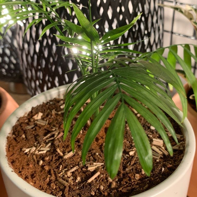 Parlour Palm plant photo by @plantdadsam named Katya on Greg, the plant care app.