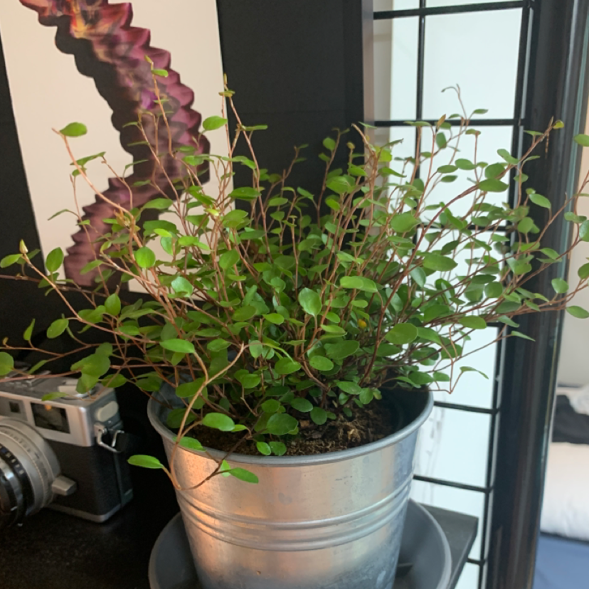 Maidenhair Vine plant in a metal pot with healthy green leaves.