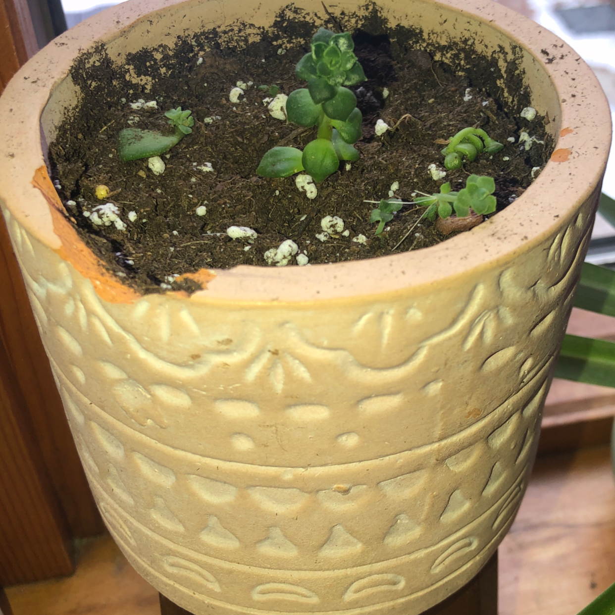 Potted Echeveria 'Morning Beauty' succulents with some yellowing and browning leaves.