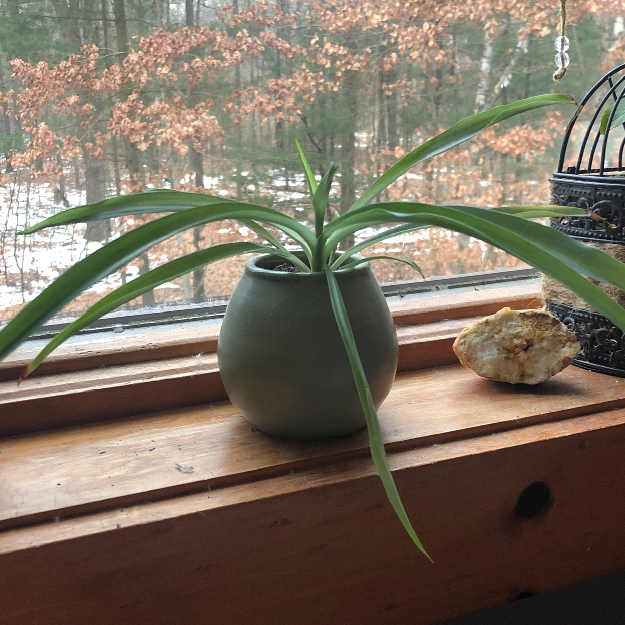 Variegated Spider Plant in a pot on a windowsill, appearing healthy with long, arching leaves.