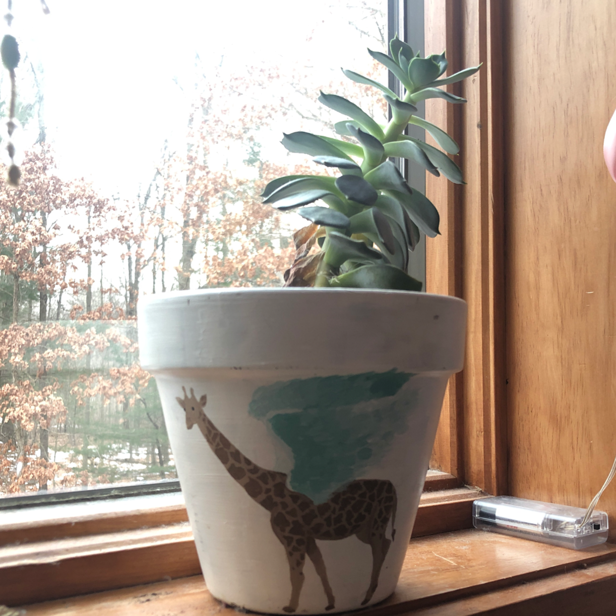 Potted Echeveria 'Morning Beauty' succulent on a windowsill in a giraffe-themed pot.